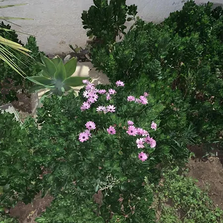 Couette-café Valentina Lovely