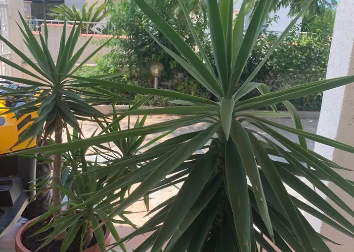 Couette-café Valentina Lovely